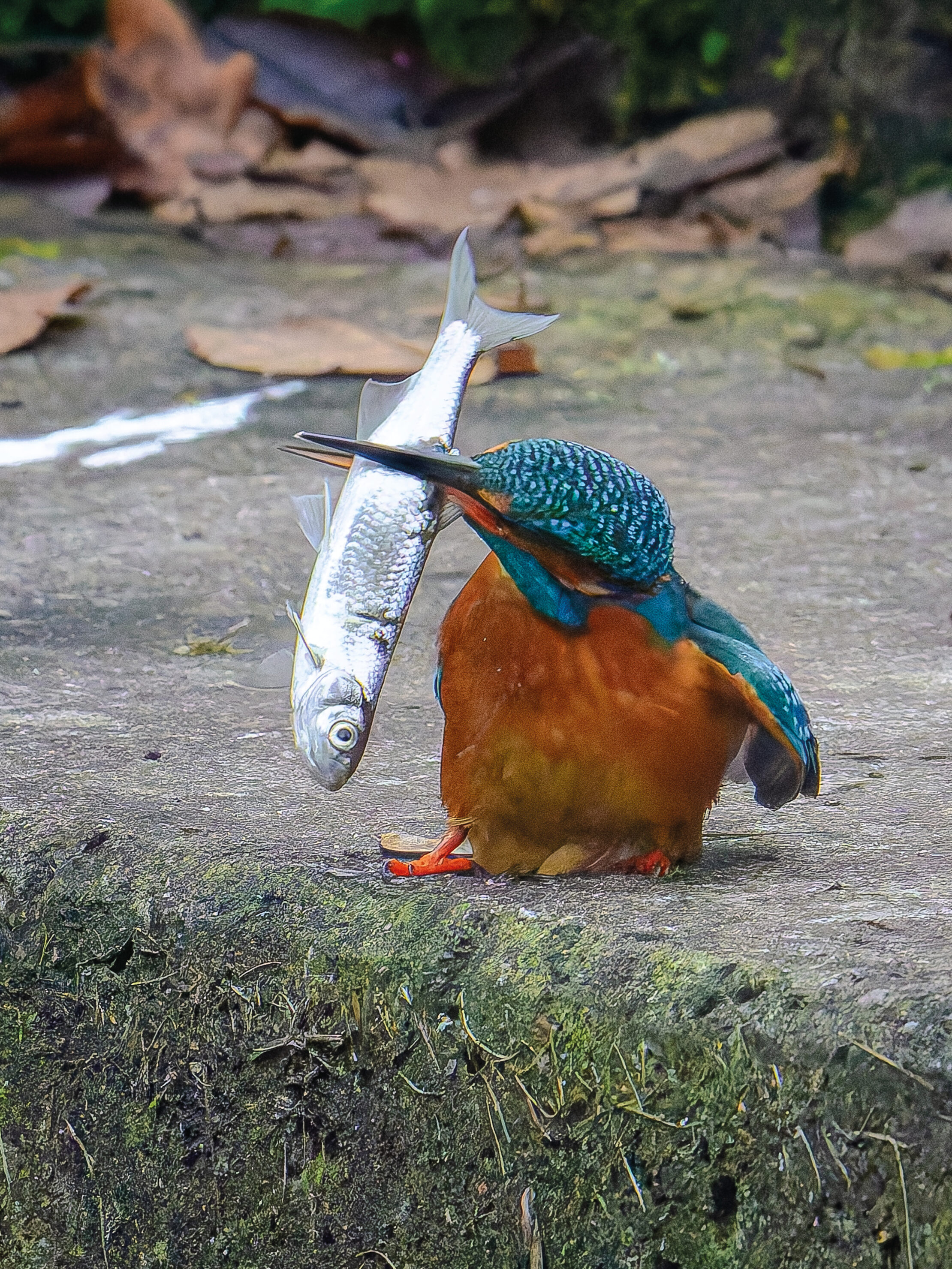 Eisvogel N° 3