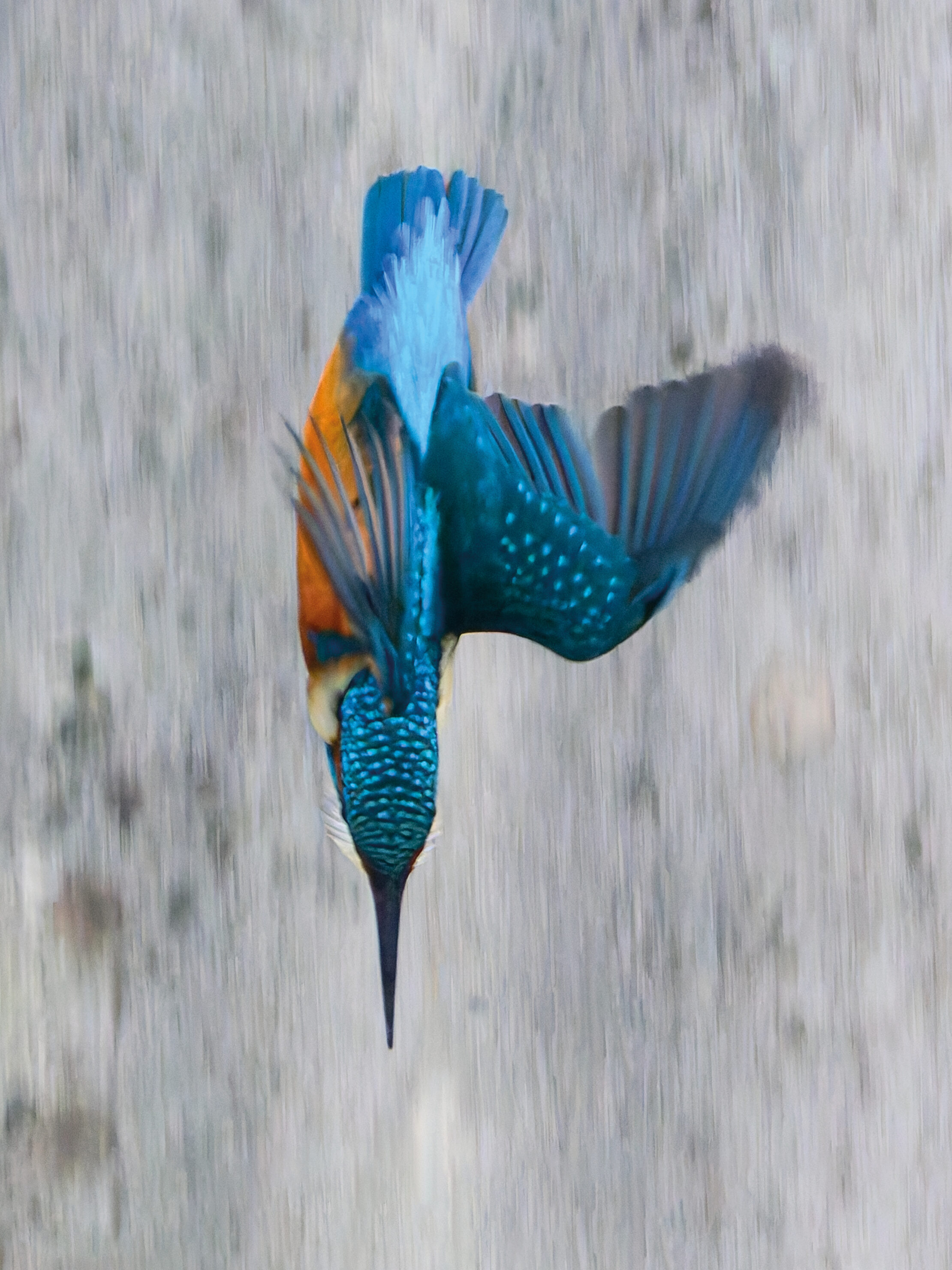 Eisvogel N° 2