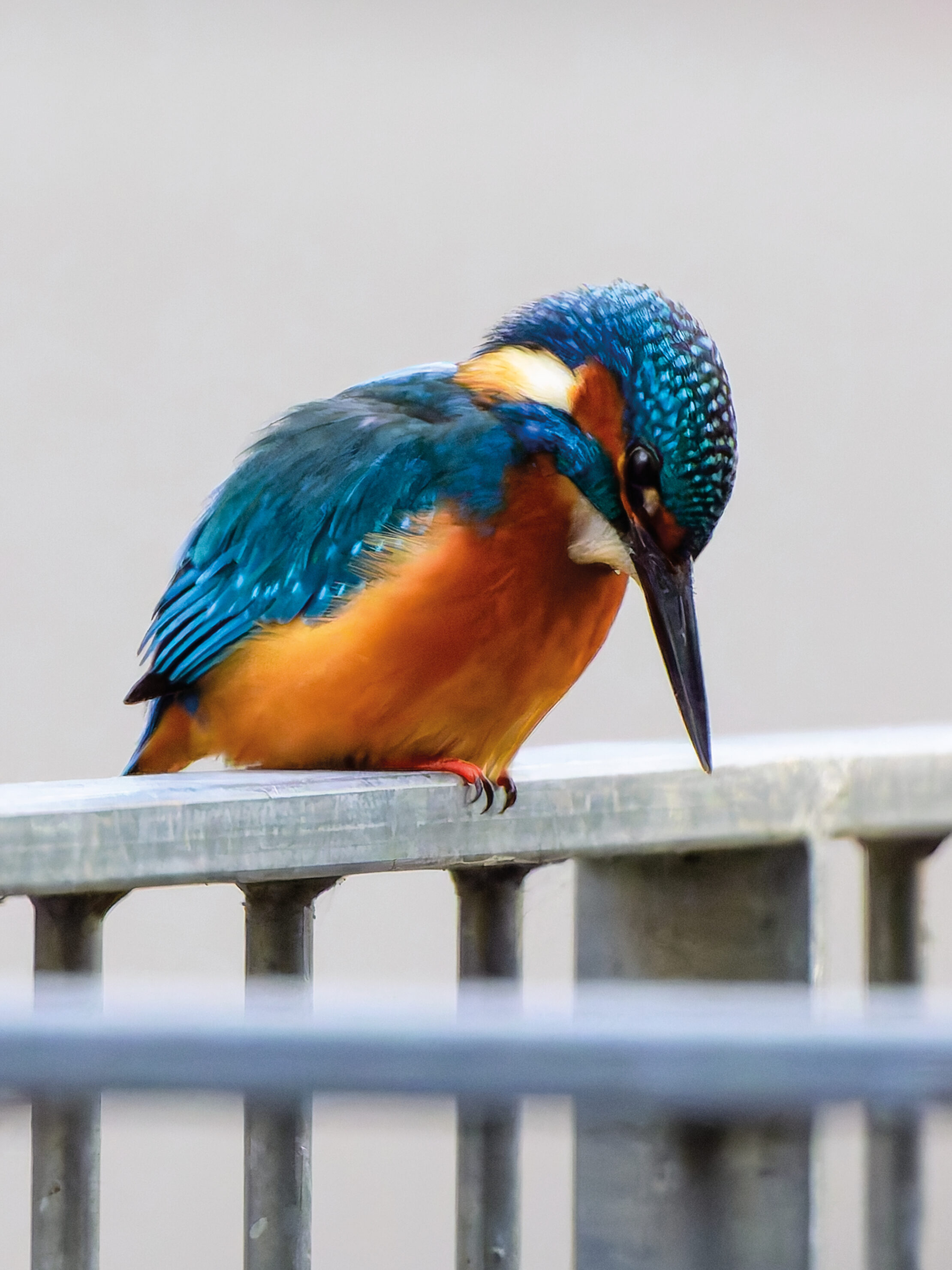Eisvogel N° 1