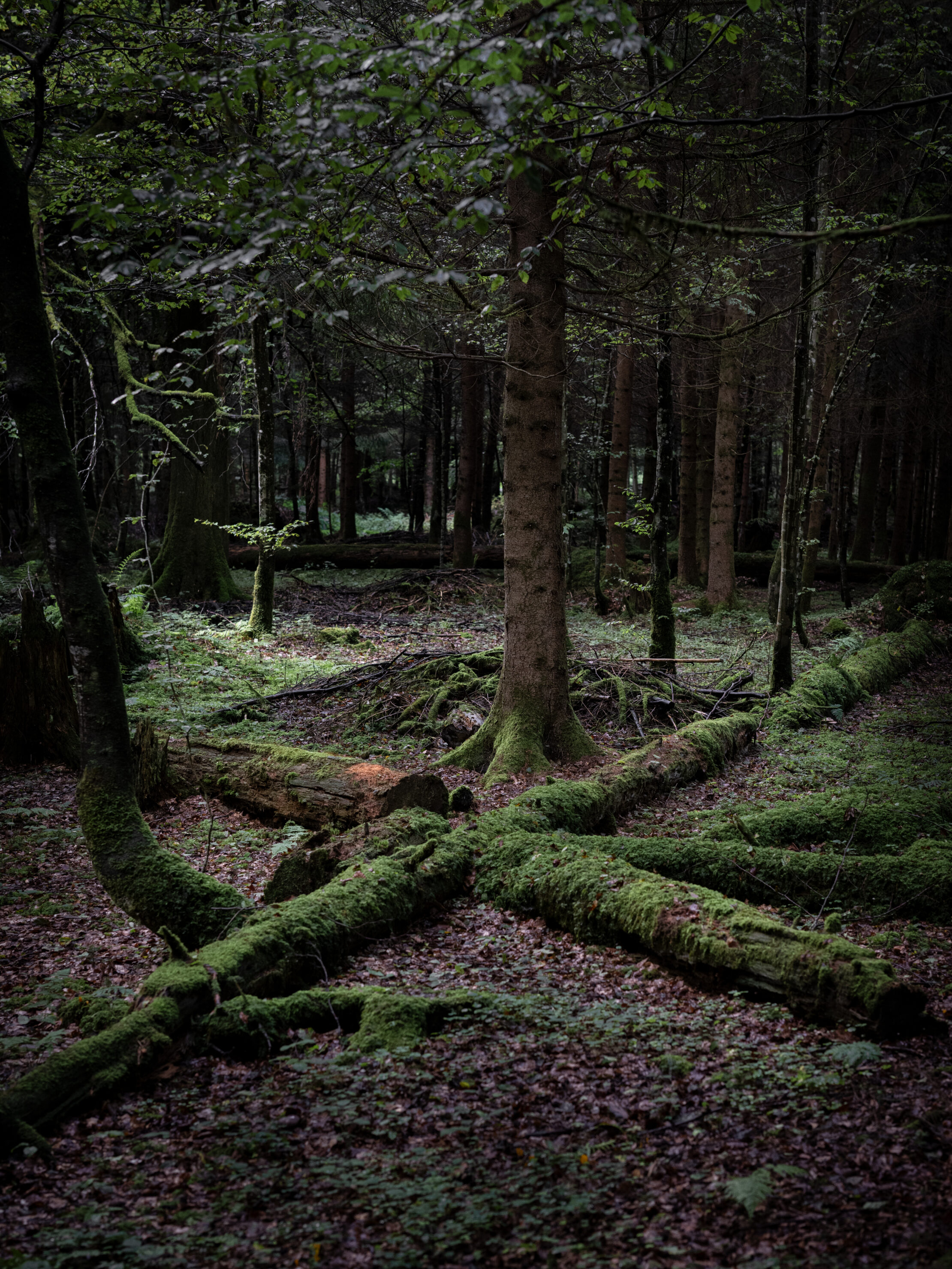 Ustermer Wald N° 2
