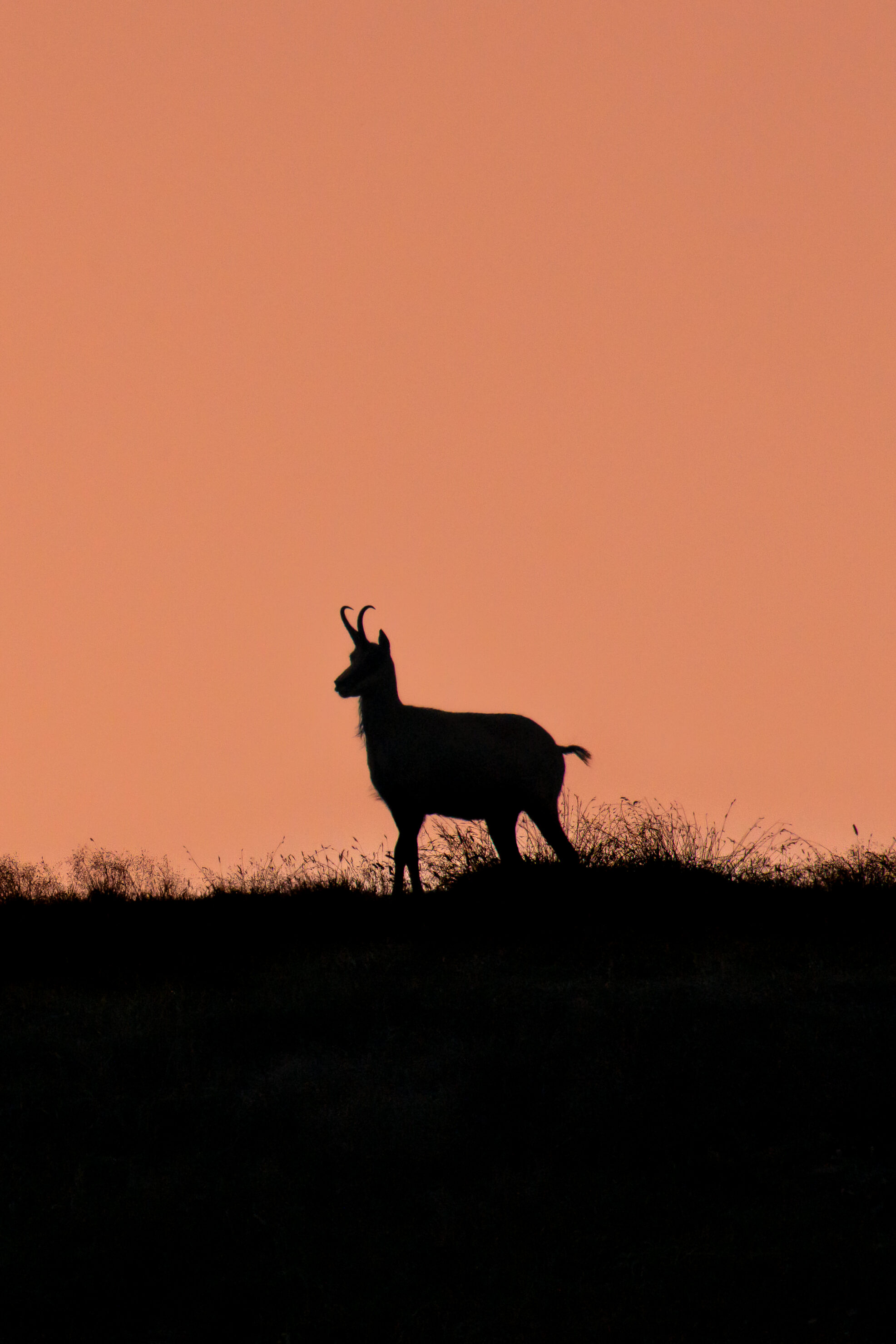Chamois Walk N° 1