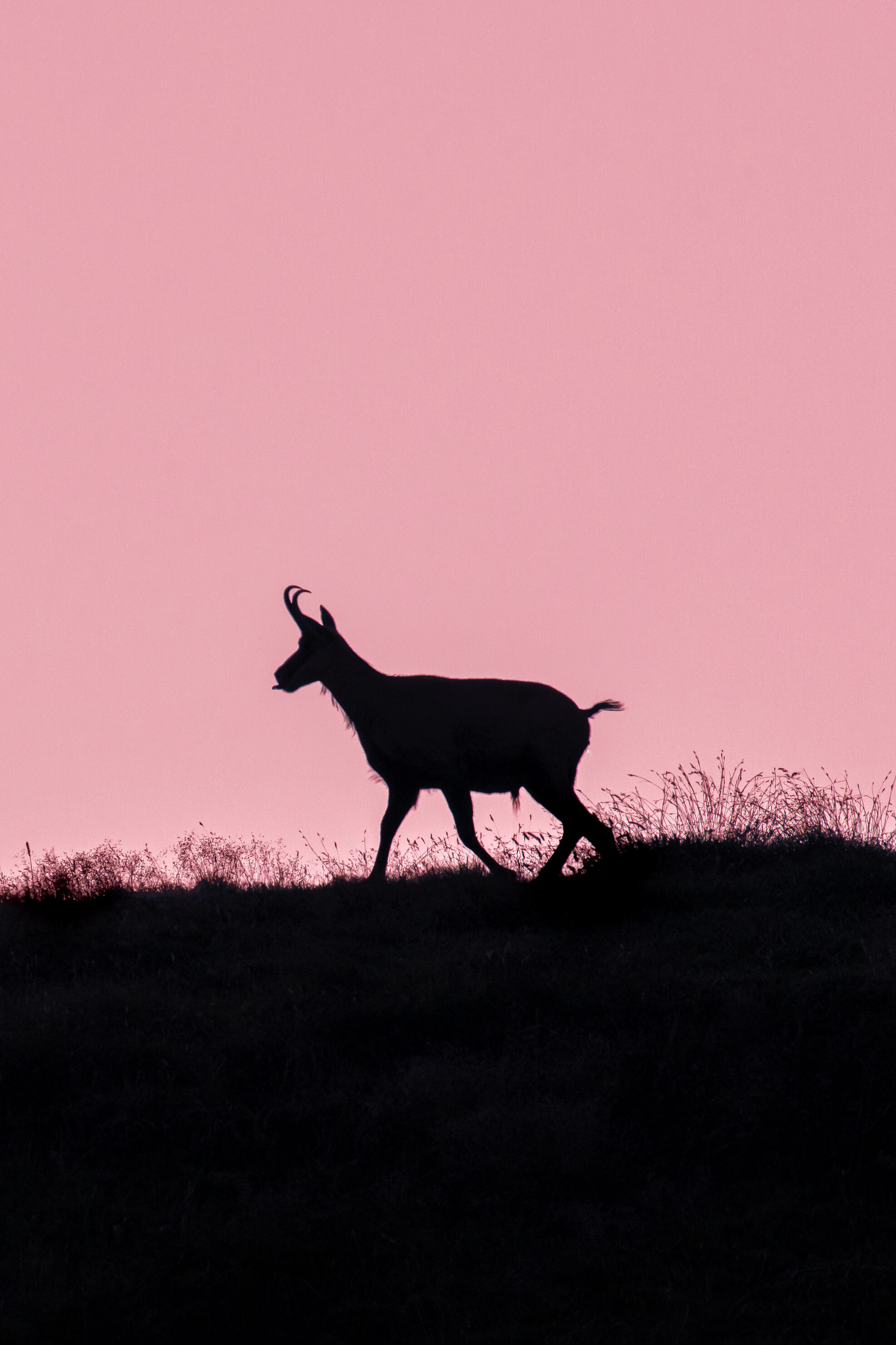 Chamois Walk N° 2