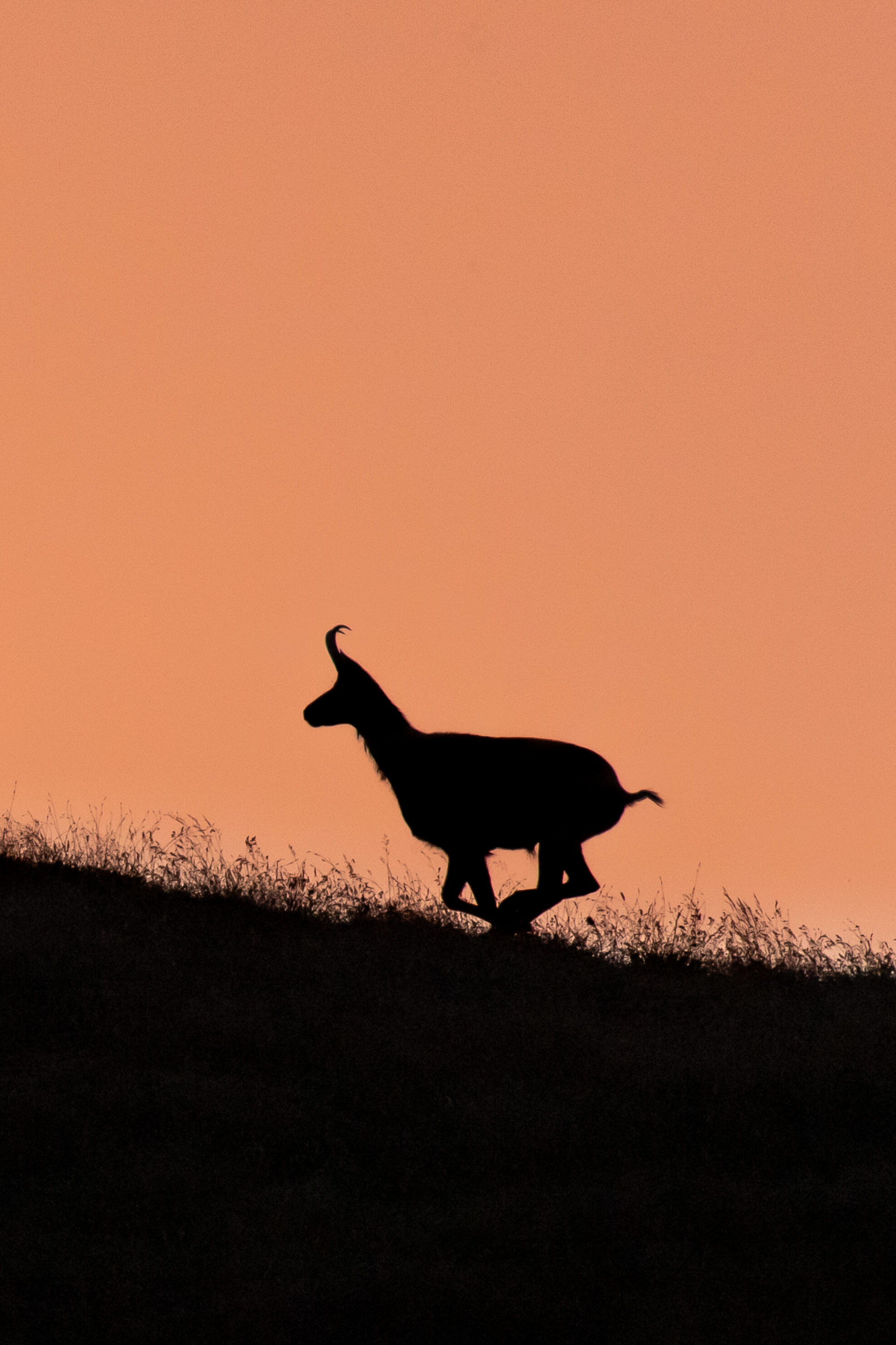 Chamois Walk N° 3